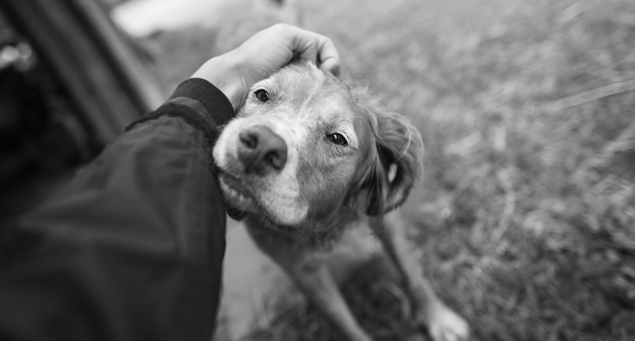 A dog looks upwards, nuzzling a hand that is scratching it behind the ear.