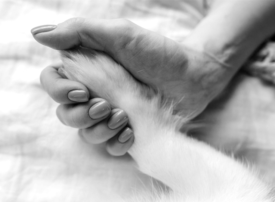Owner holding a dog's paw.