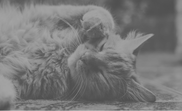 Black and white image of fluffy cat with paw over face.