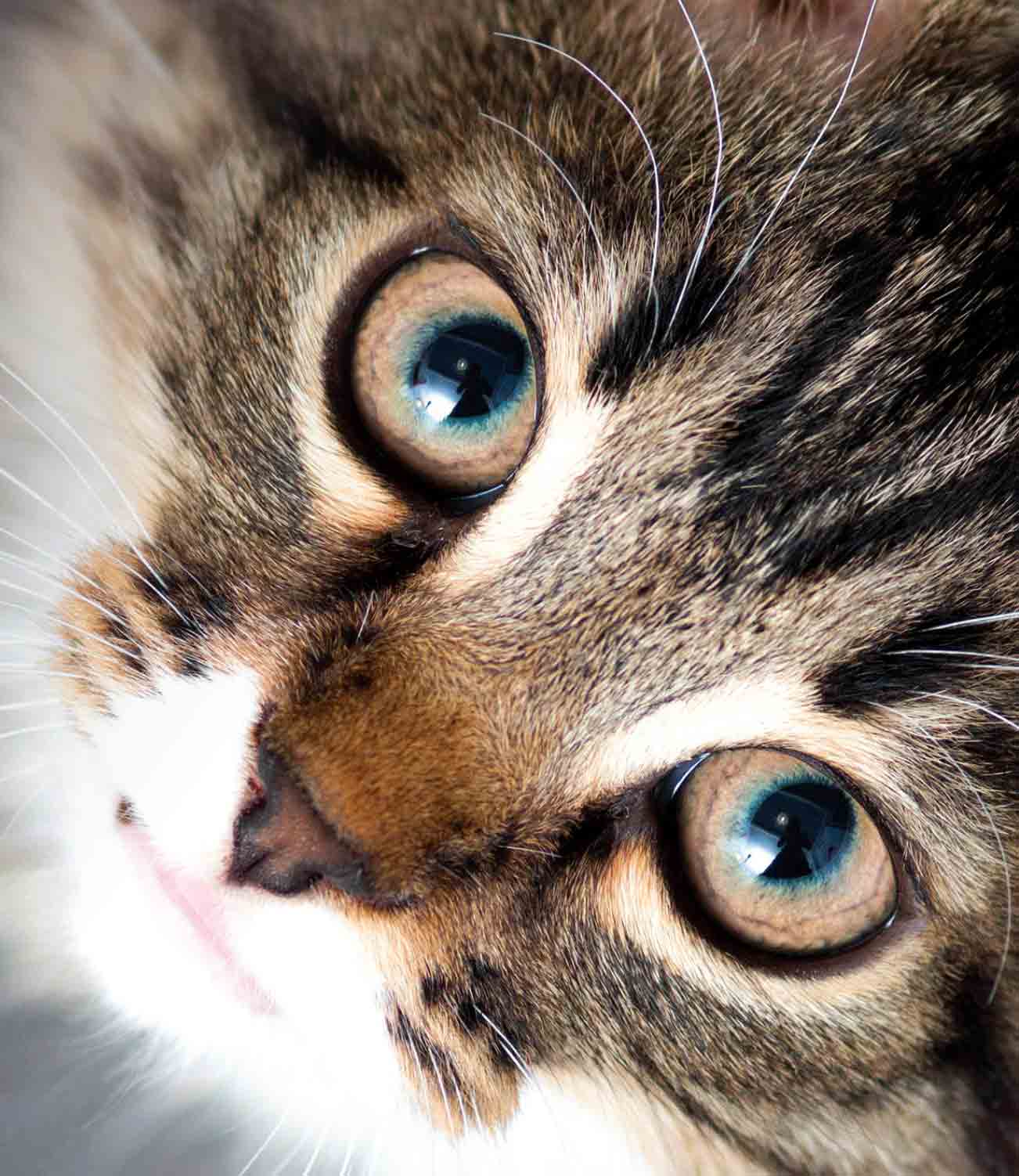 Close up of tabby cat face looking at camera.