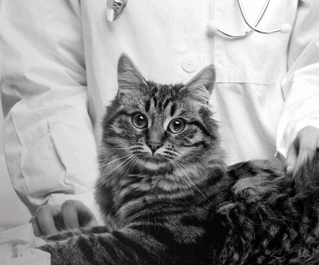 Fluffy striped cat sitting on exam table in front of veterinarian and looking at camera.