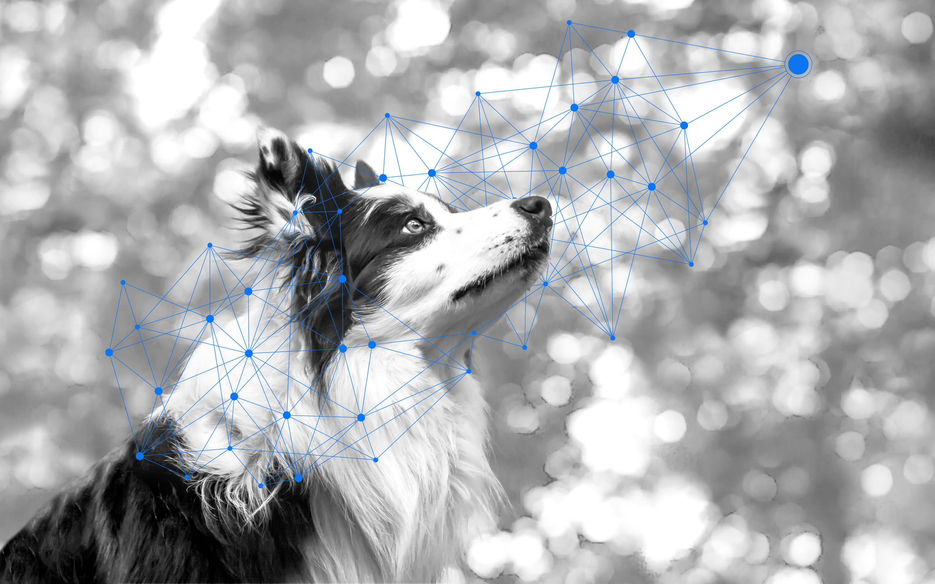 Border collie with overlaid graphic of connected dots.