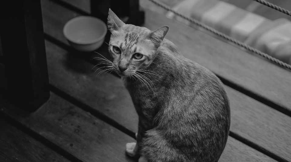 Shorthair cat sitting on porch.