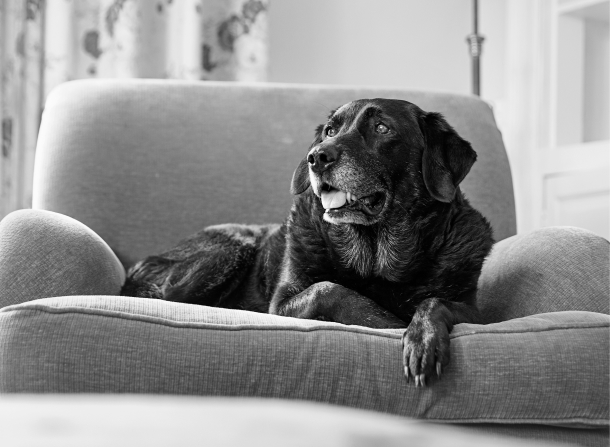 Black lab laying on armchair.