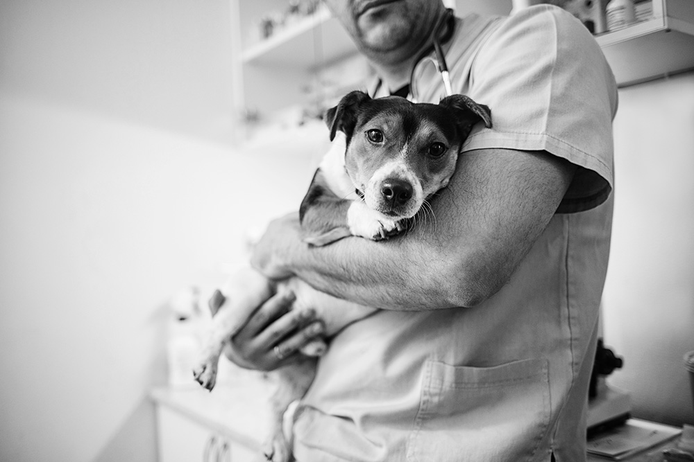 Dog being held.