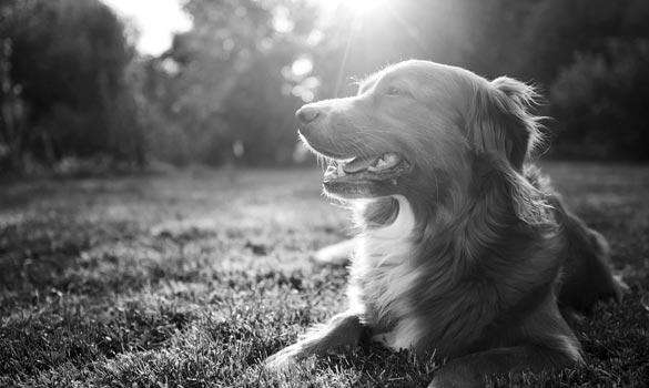 Golden retriever in sunny field.