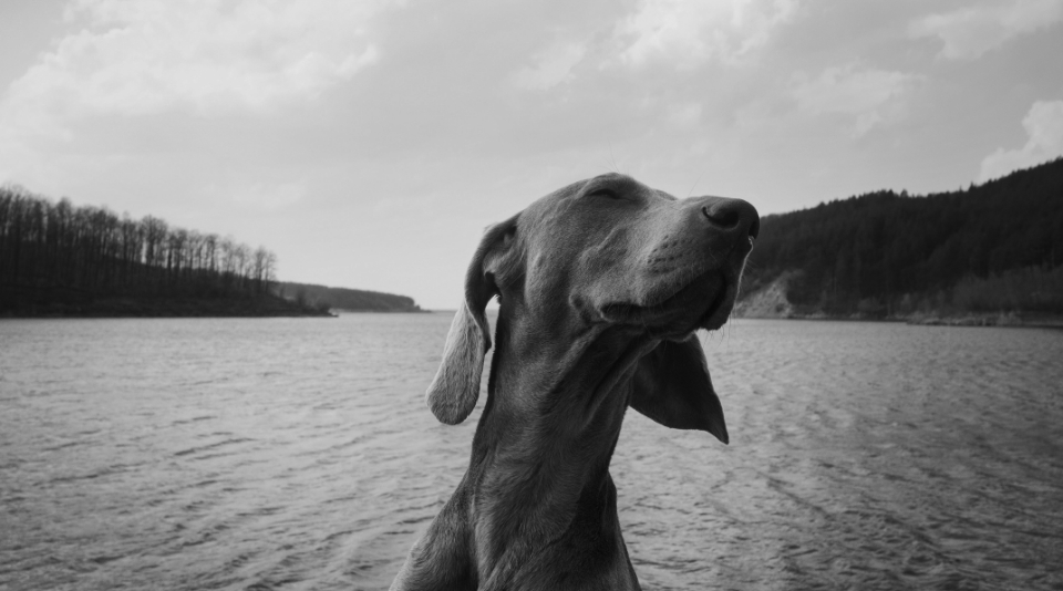 Close up of Weimaraner in front of lake.