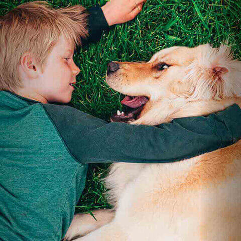 Child laying on grass with golden retriever.