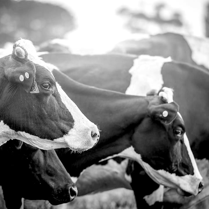 Cow in field