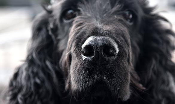 Cocker spaniel nose.