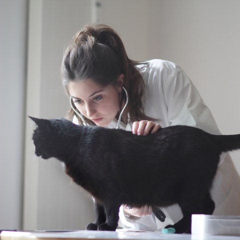 Female veterinarian during an feline examination