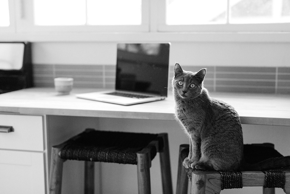 Cat wondering how to use computer.