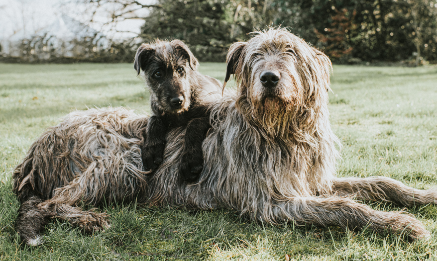 Two wolfhounds laying in the grass.