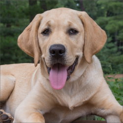 Labrador retriever named Peggy lying in grass