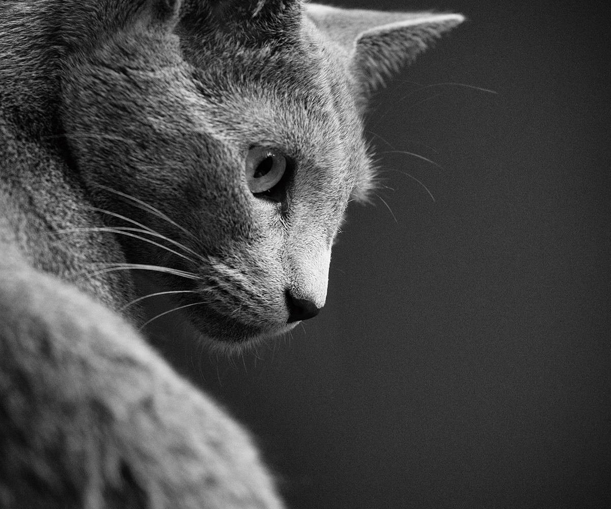 Black and white image of a cat's face.