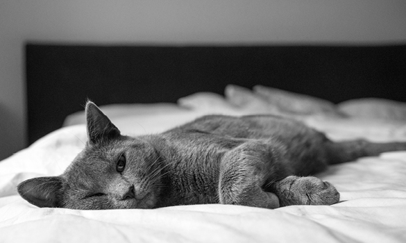 Cat laying on a bed.