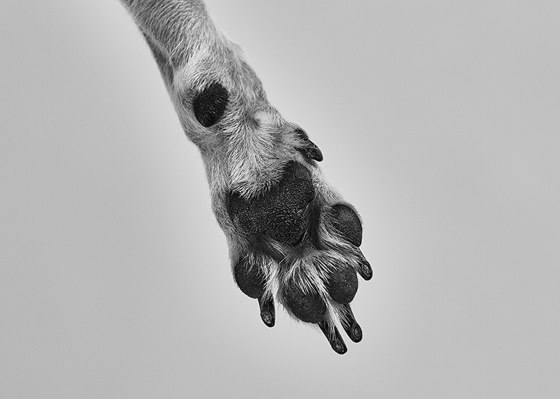 Underneath dog paw.