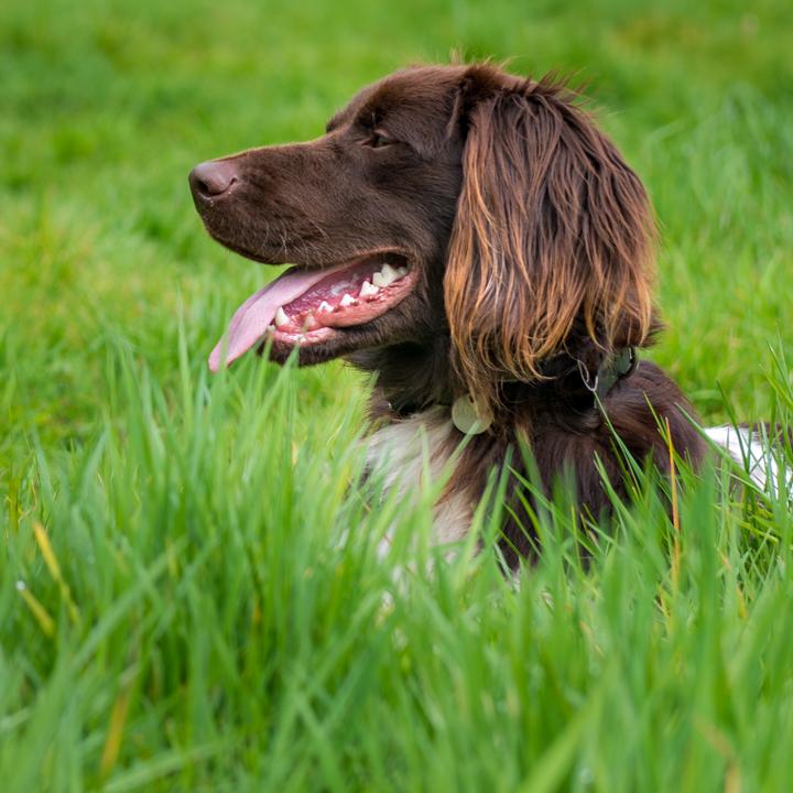 Brown dog in grass panting and looking left