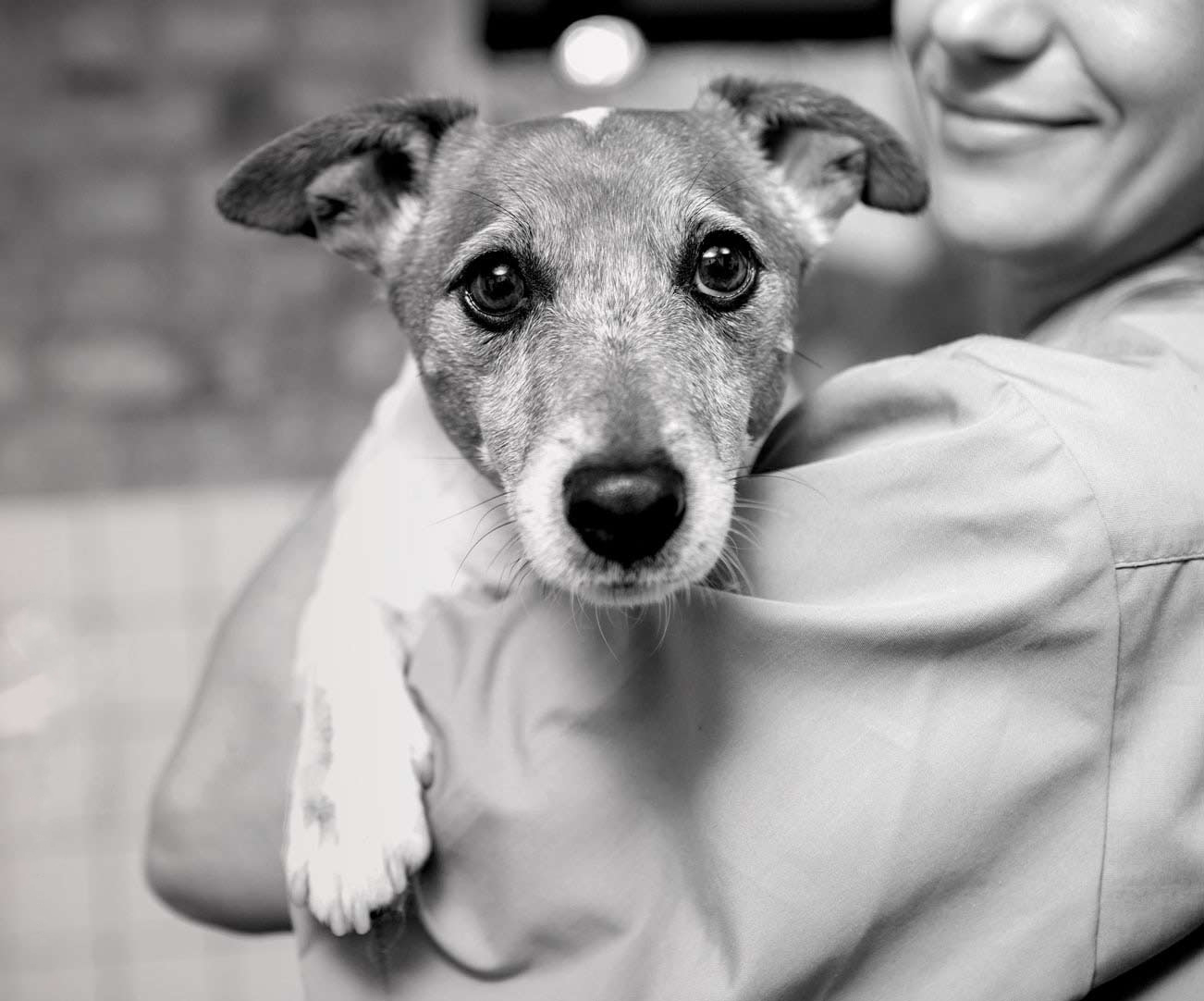 Close up of terrier mix in arms of vet tech.