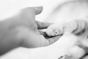 Person's hand holding a cat's paw.