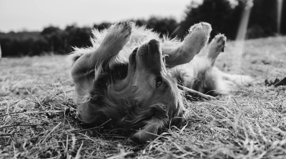 Golden retriever rolling in grass, black and white.