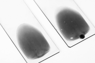 Two stained slides ready for use.