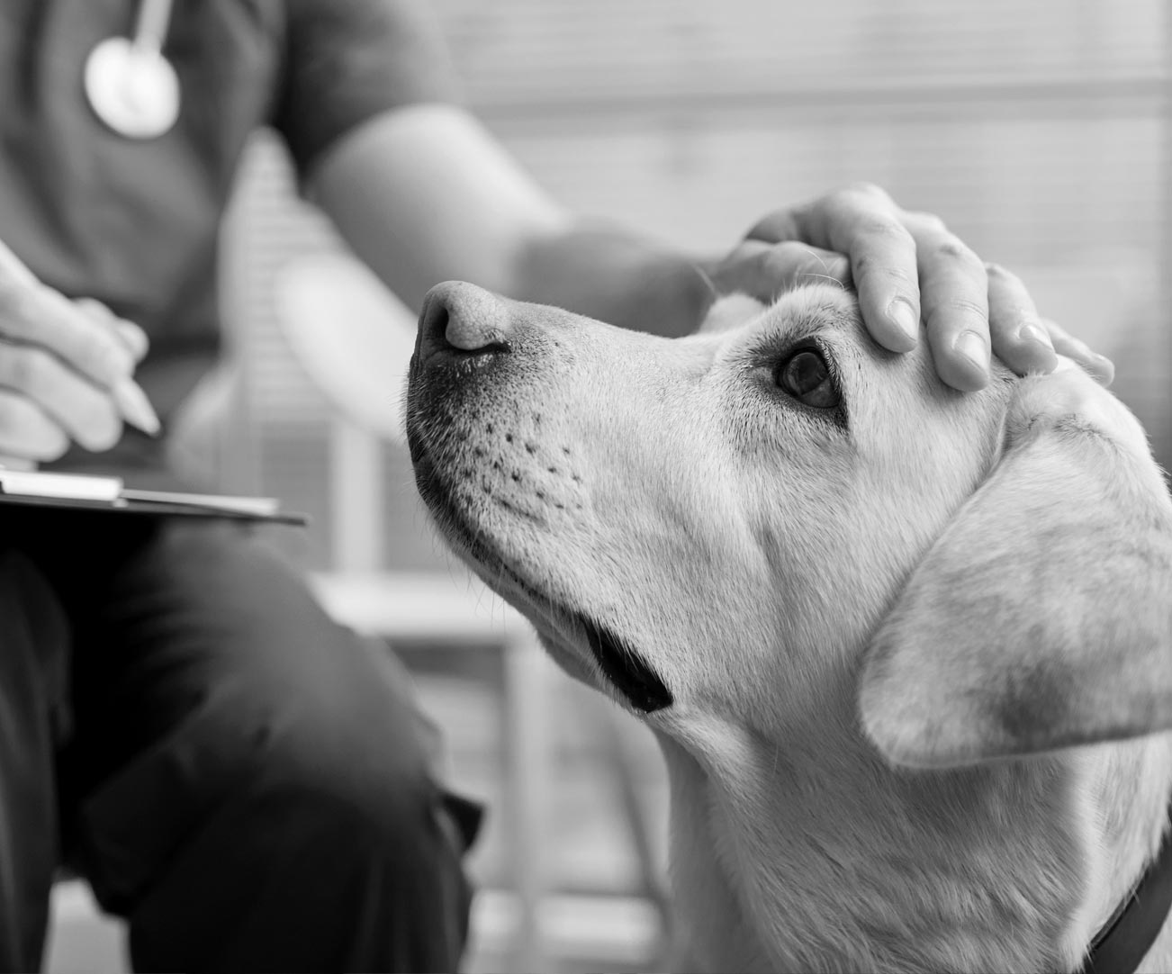 Veterinarian with clipboard petting a yellow lab.