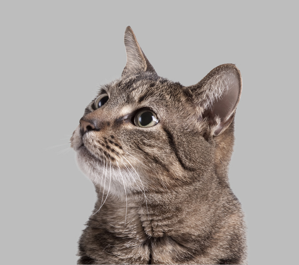 A tan cat with black stripes looks upwards.