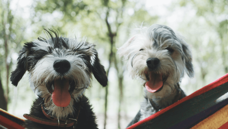 Two small scruffy dogs outside smiling at camera.