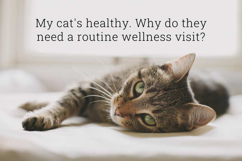 Cat lying on bed with caption "My cat's healthy. Why do they need a routine wellness visit?"