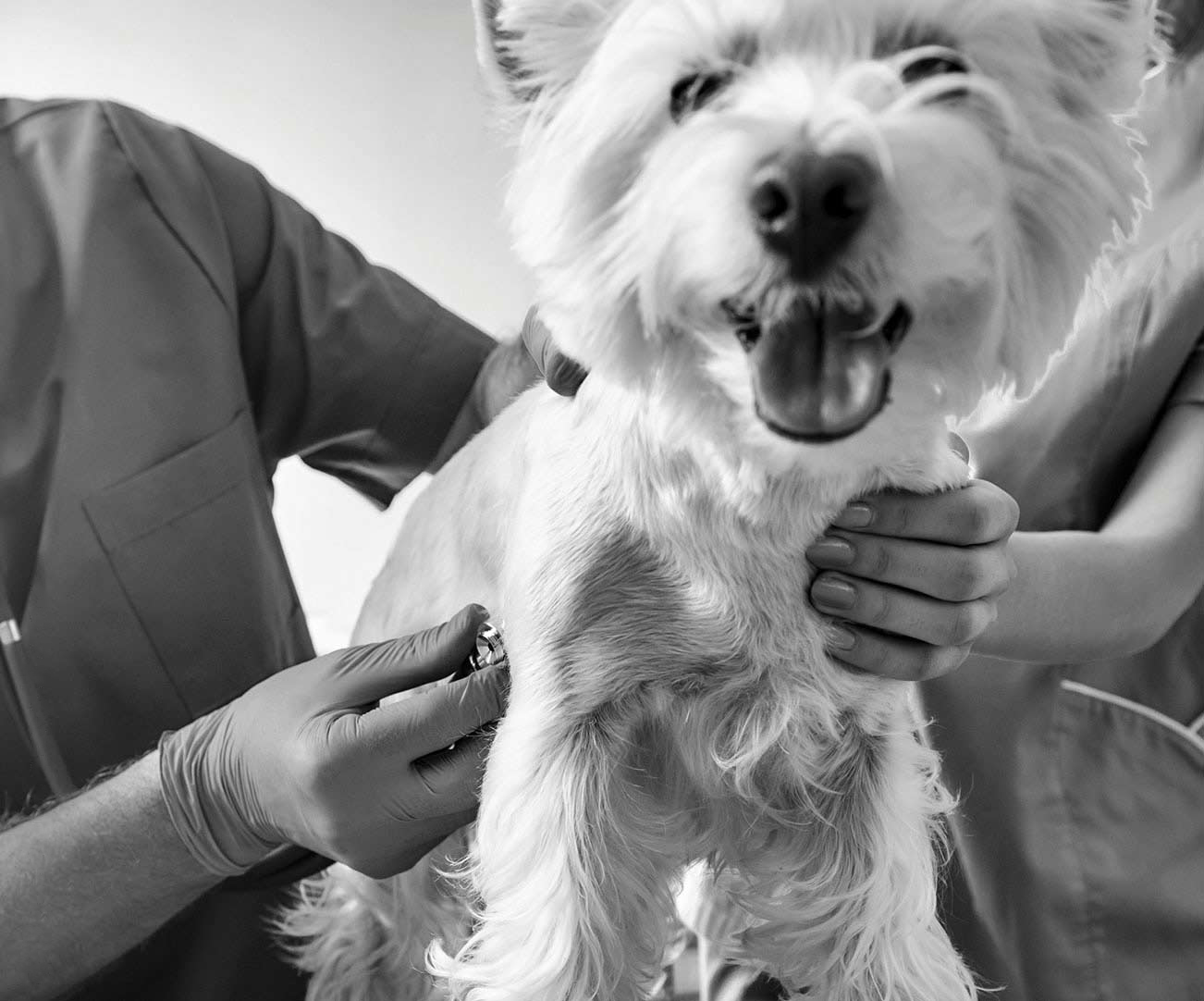 West highland white terrier being examined with a stethoscope.