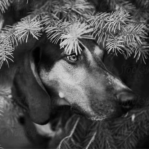 Hound dog peeking through pine needles.