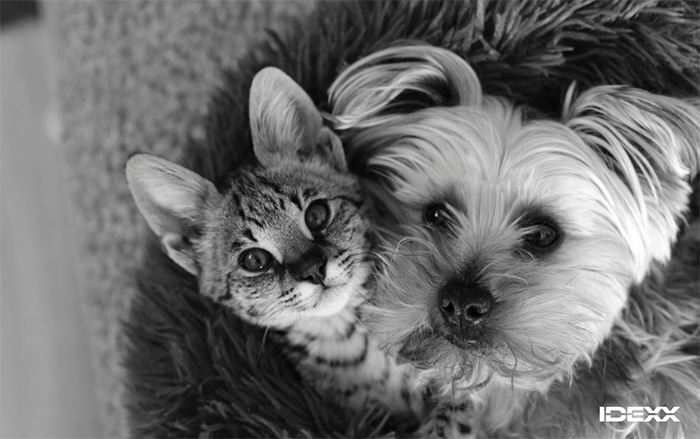 A cat and a dog looking upward.