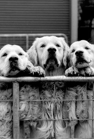 Three dogs peering over a fence together.