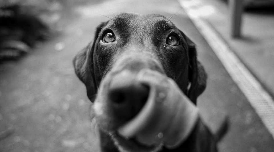 Black and white close-up of labrador retriever licking nose.