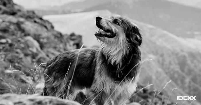 a dog on a hillside looking up and back