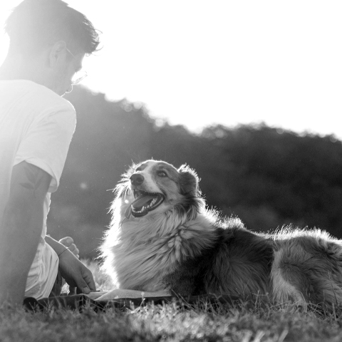 Dog in grass with owner.