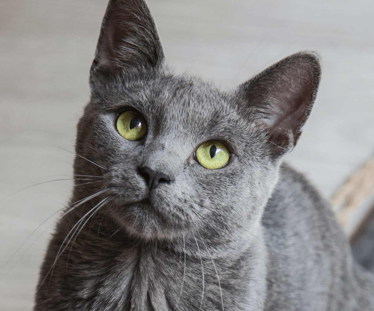 Grey cat with green eyes looking up towards camera.