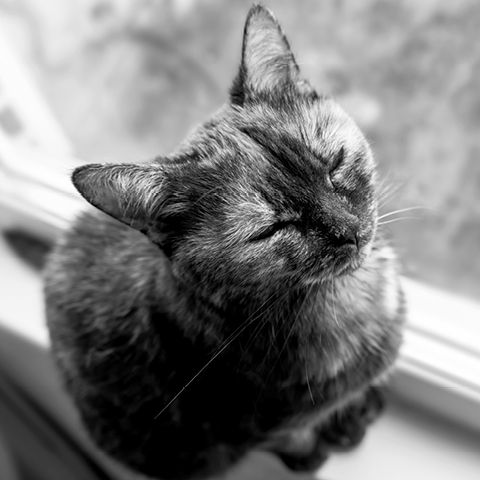 Cat sitting on windowsill.
