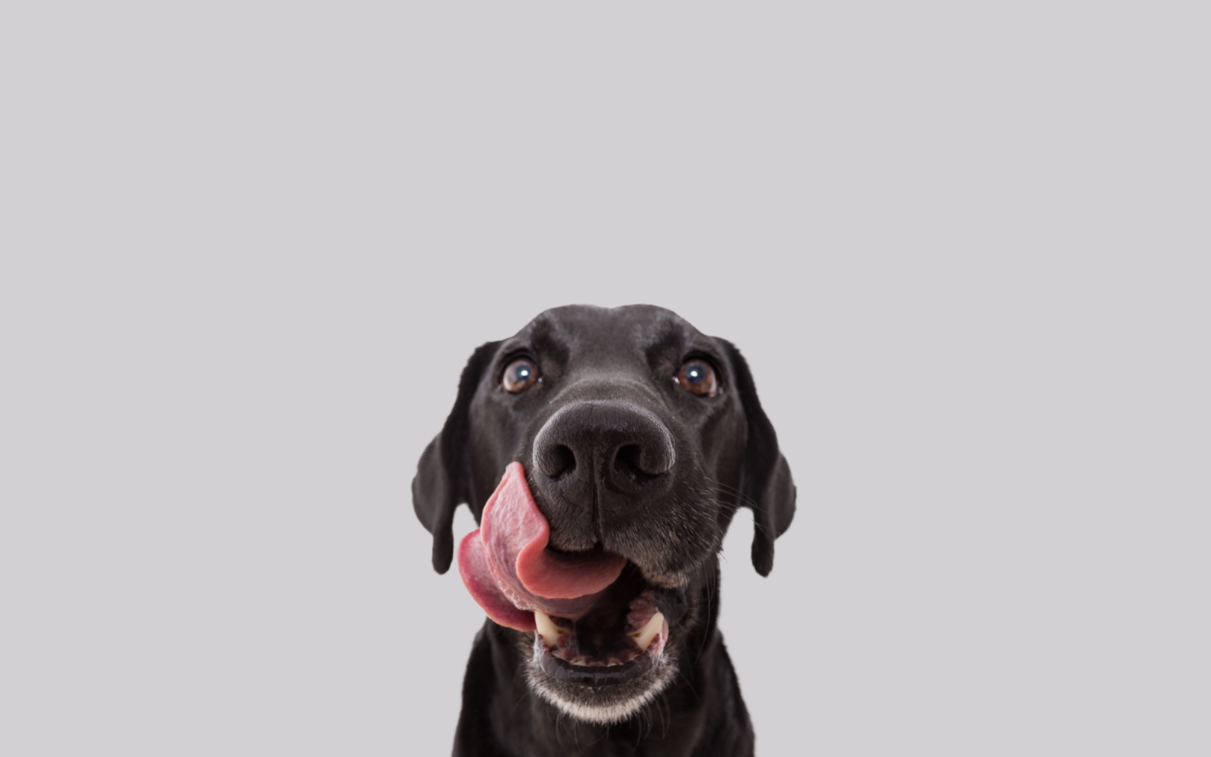 Black dog licking its face.