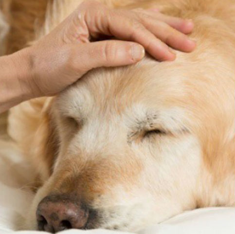 Golden Retriever with a hand on her head.
