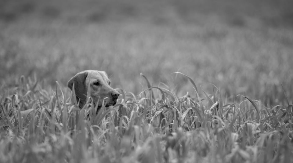 Yellow labrador laying in tall grass, black and white.