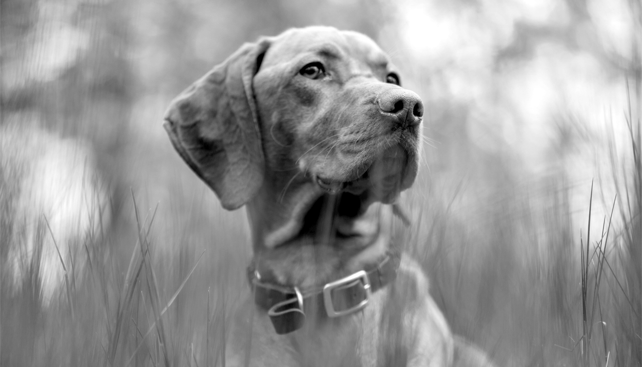 A dog looks to the side in a field of grass.