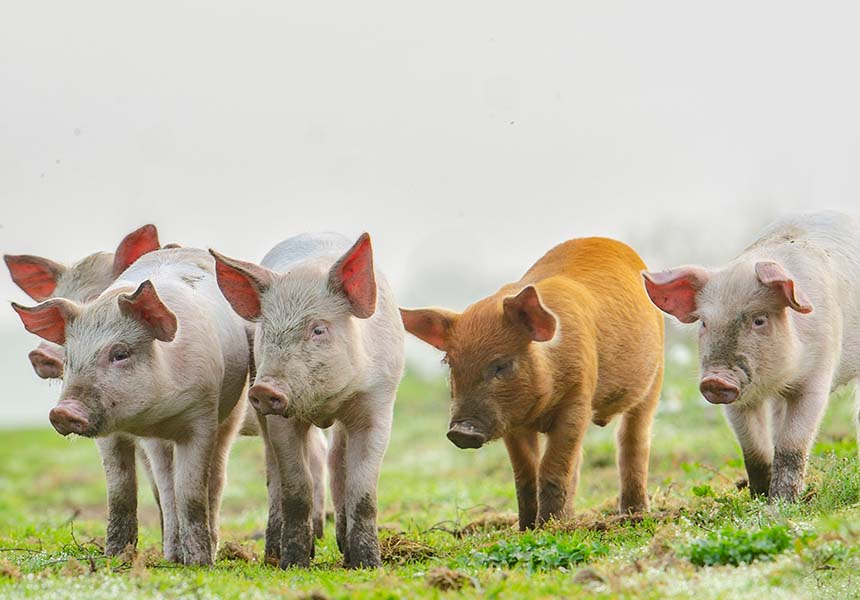 Swine standing in a field.