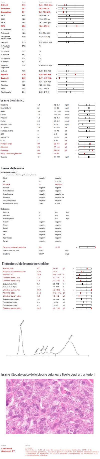 Chart of results for Pallino the cat.