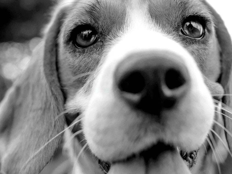 Close up of smiling beagle face.