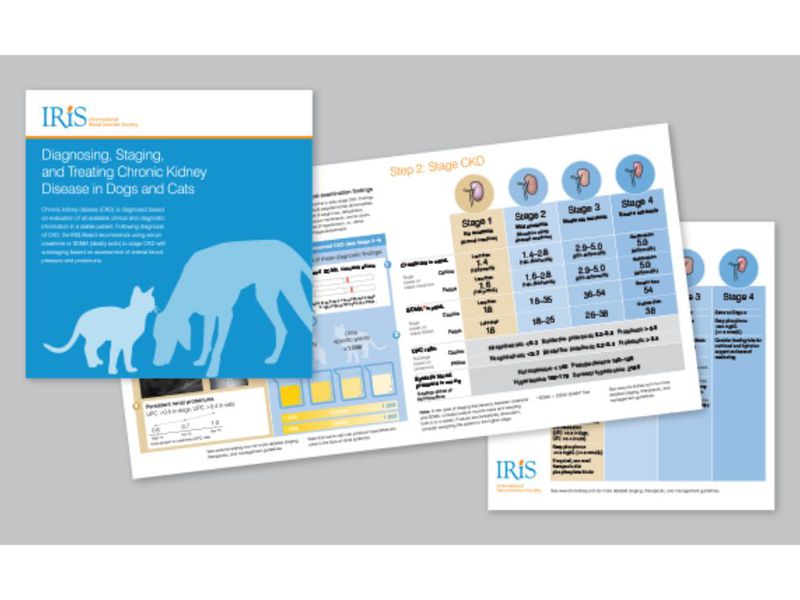 Graphic of IRIS SDMA guidelines.