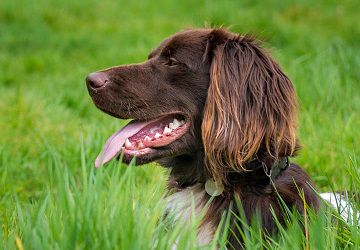 Brown dog in grass panting and looking left
