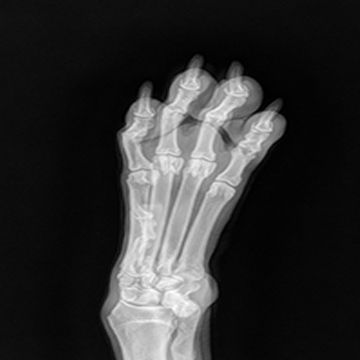 Digital image of a paw from the IDEXX DR50