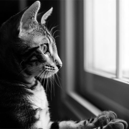 A cat looking out of a window.